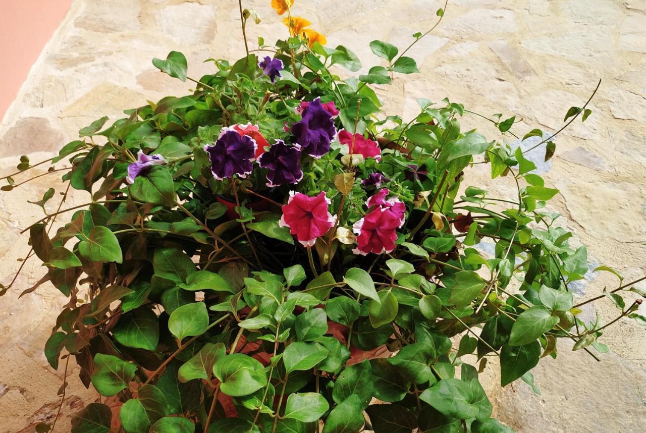 מוראיטיקה Amaryllis Boutique Apartments מראה חיצוני תמונה