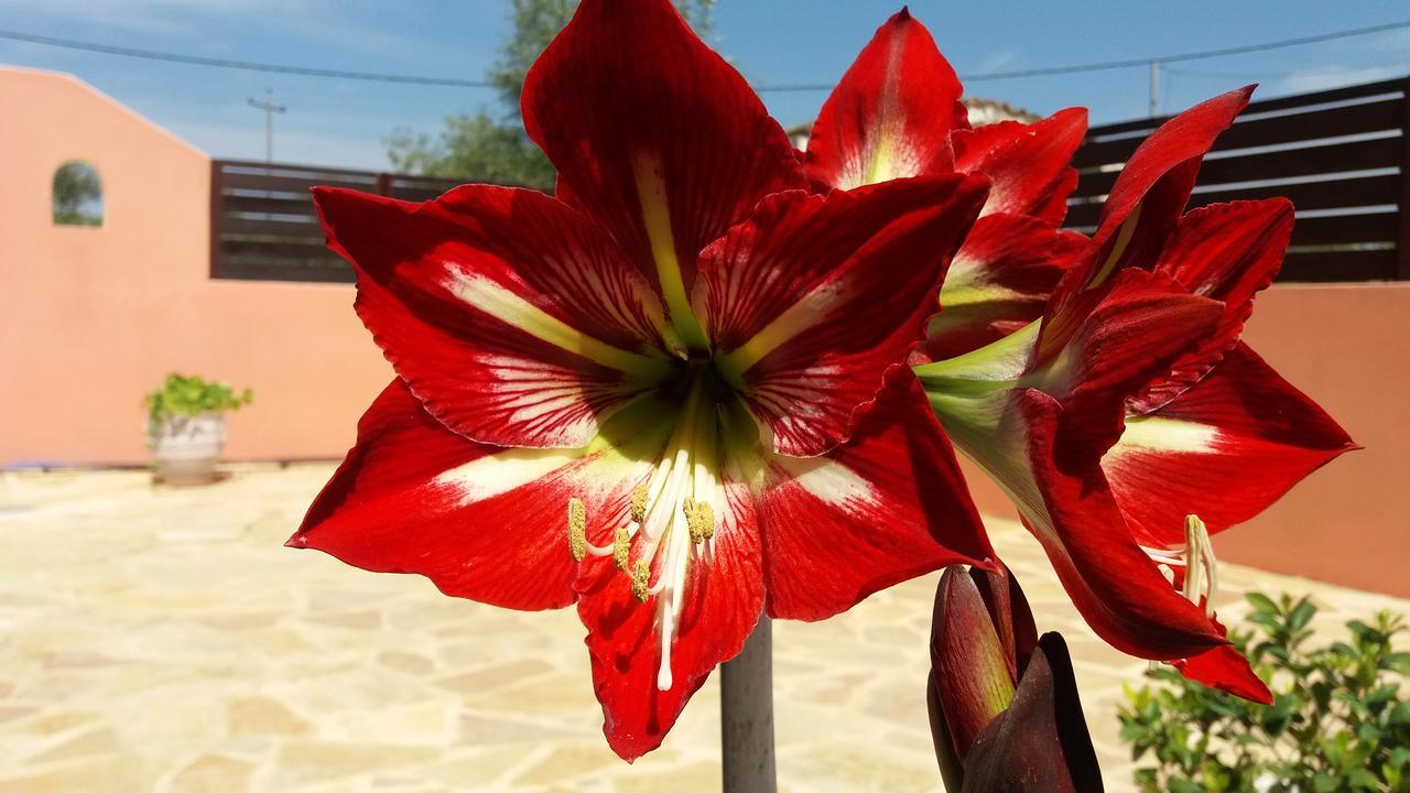 מוראיטיקה Amaryllis Boutique Apartments מראה חיצוני תמונה